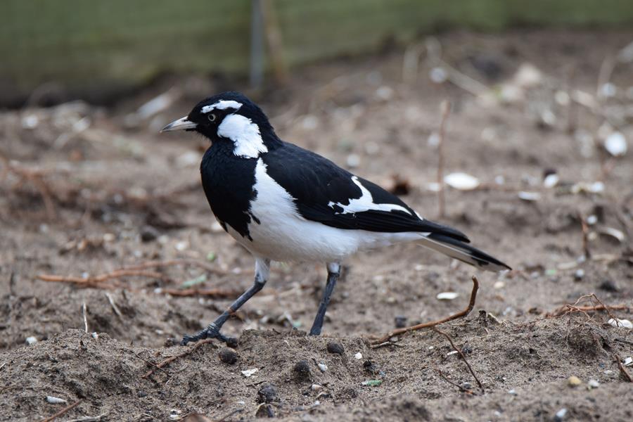 Lark magpie-004.JPG